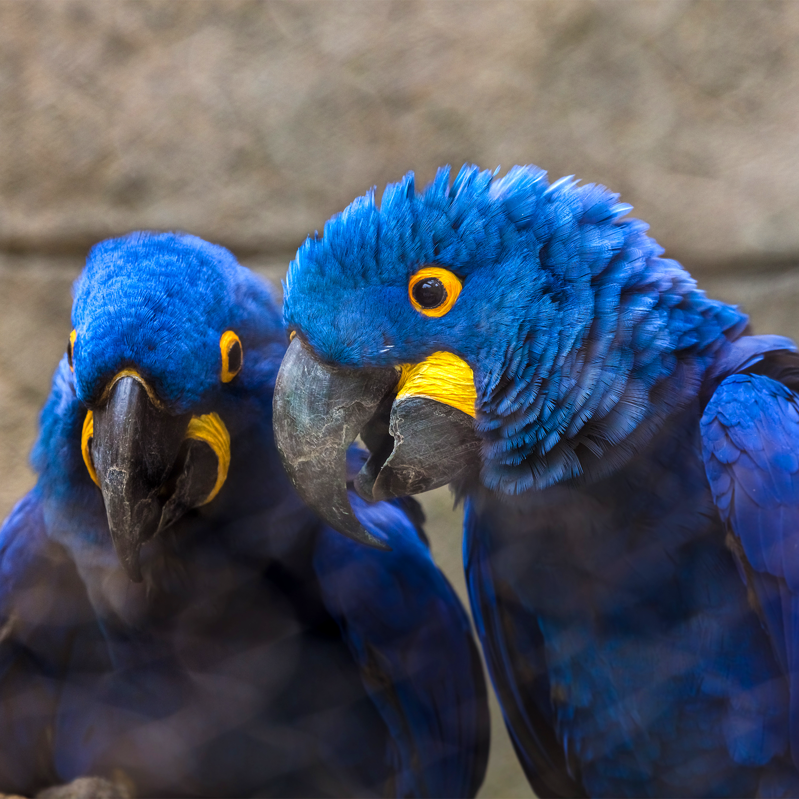 Hyacinth Macaw Pair for Sale with deep blue feathers and yellow facial markings