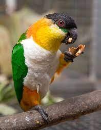 Alternative view of Black Headed Caique for Sale – Beautiful Companion Parrot
