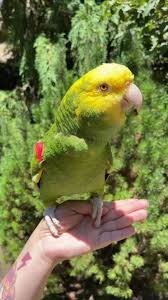 Alternative view of Yellow Shouldered Amazon Parrot for Sale – Beautiful Amazon Parrot