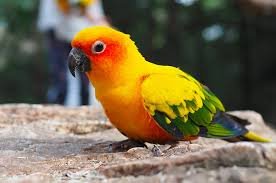 Alternative view of Sun Conure Parrot for Sale – Beautiful Orange & Yellow Sun Conure