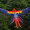 Scarlet Macaw for Sale with vibrant red yellow and blue feathers