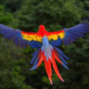 Scarlet Macaw for Sale with vibrant red yellow and blue feathers