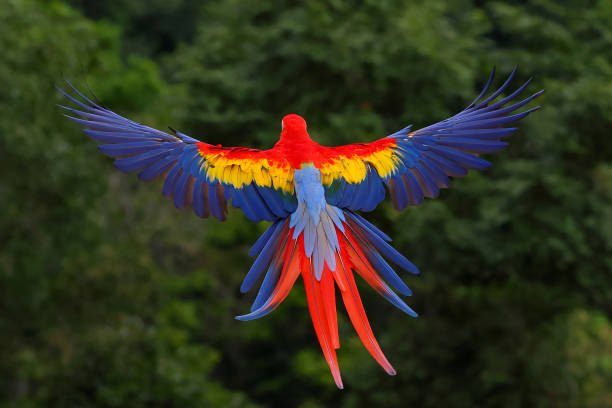Scarlet Macaw for Sale with vibrant red yellow and blue feathers