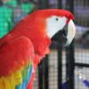 Scarlet Macaw for Sale with vibrant red yellow and blue feathers