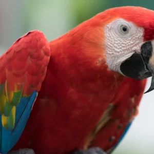 Alternative view of Scarlet Macaw for Sale – Magnificent Companion Macaw