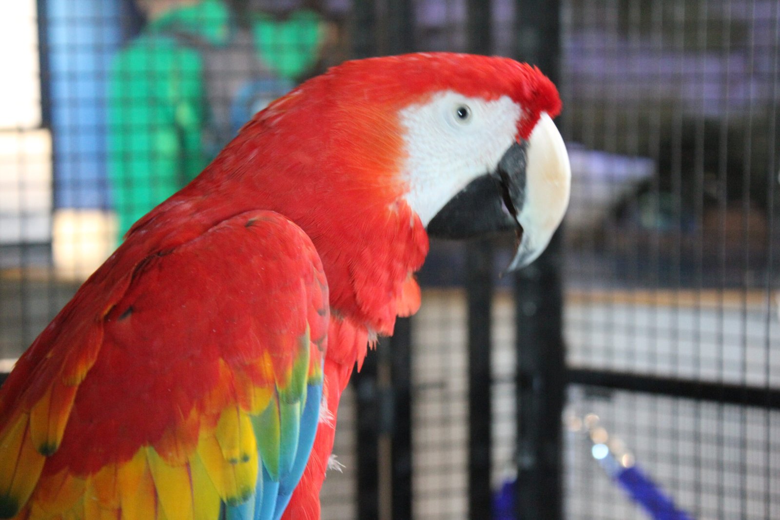 Scarlet Macaw for Sale with vibrant red yellow and blue feathers