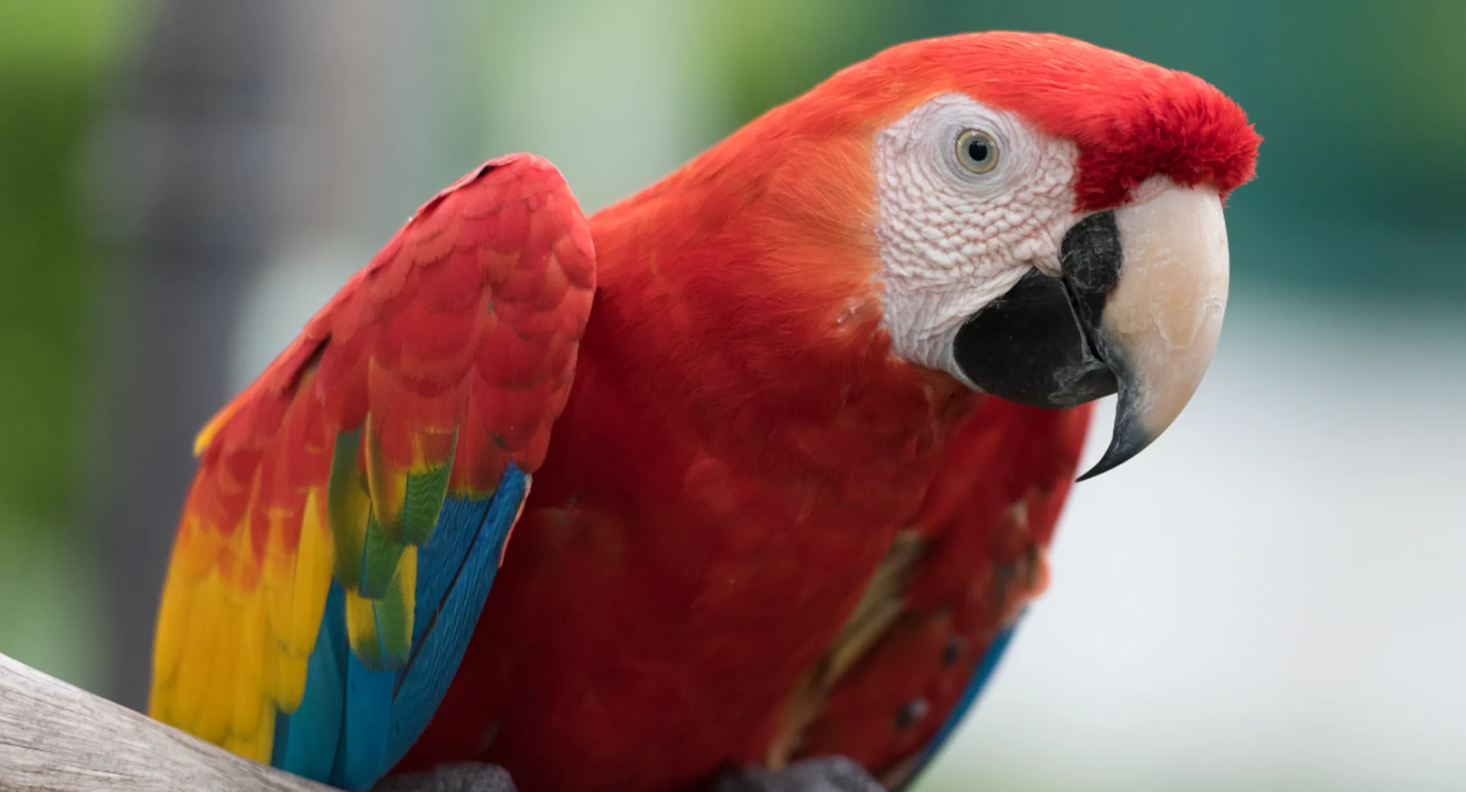 Scarlet Macaw for Sale – Magnificent Companion Macaw - Image 2