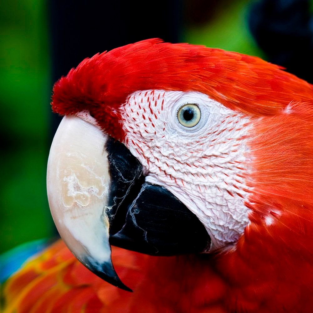 Scarlet Macaw for Sale – Magnificent Companion Macaw - Image 3