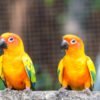 Sun Conure Pair for Sale with colorful orange and yellow feathers