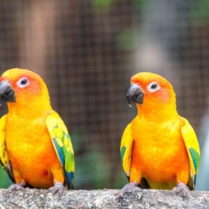 Sun Conure Pair for Sale with colorful orange and yellow feathers