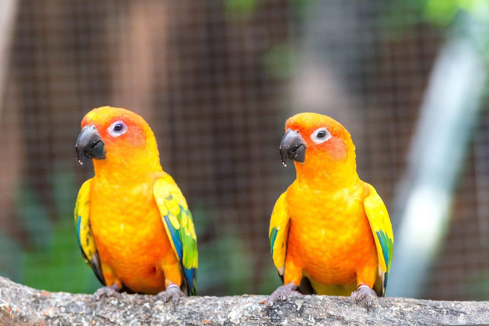 Sun Conure Pair for Sale with colorful orange and yellow feathers