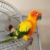 Sun Conure Parrot for Sale with orange yellow green and blue feathers