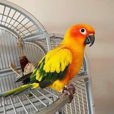 Sun Conure Parrot for Sale with orange yellow green and blue feathers