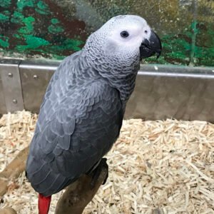 Timneh African Grey Parrot for Sale with dark gray feathers and burgundy tail