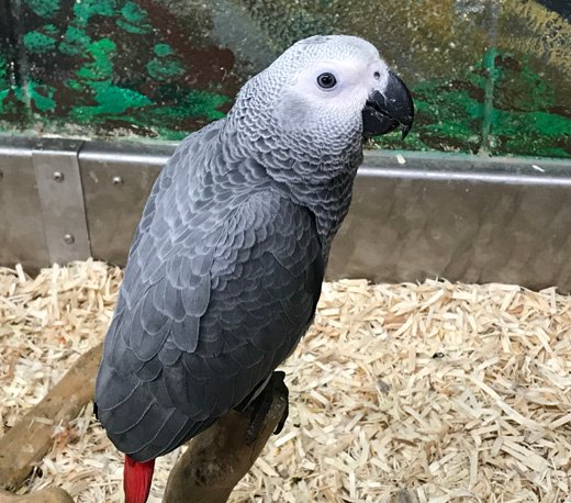 Timneh African Grey Parrot for Sale with dark gray feathers and burgundy tail