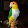 White Bellied Caique for Sale with orange yellow green and white feathers