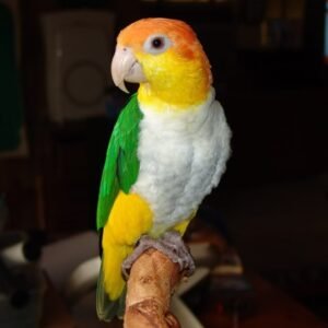 White Bellied Caique for Sale with orange yellow green and white feathers