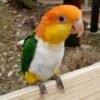 White Bellied Caique for Sale with orange yellow green and white feathers
