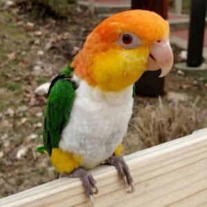 White Bellied Caique for Sale with orange yellow green and white feathers