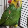Yellow Shouldered Amazon Parrot for Sale with green feathers and yellow face