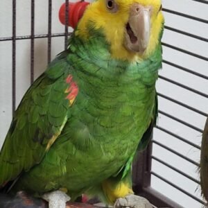 Yellow Shouldered Amazon Parrot for Sale with green feathers and yellow face